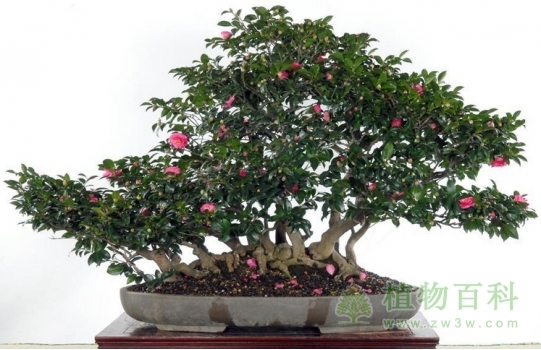 怎么才能养好山茶花？