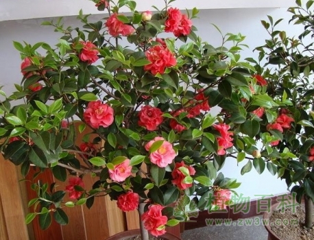 怎么才能养好山茶花？