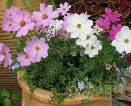 好看的波斯菊种植<a href=https://www.ilr.com.cn/tags/46.html target=_blank class=infotextkey>方法</a>和注意事项