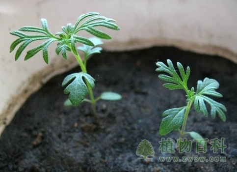 好看的波斯菊种植方法和注意事项