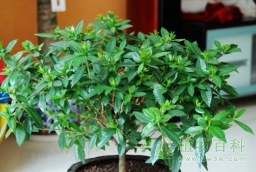 栀子花的5种繁殖方法介绍