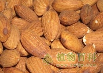 杏仁的功效