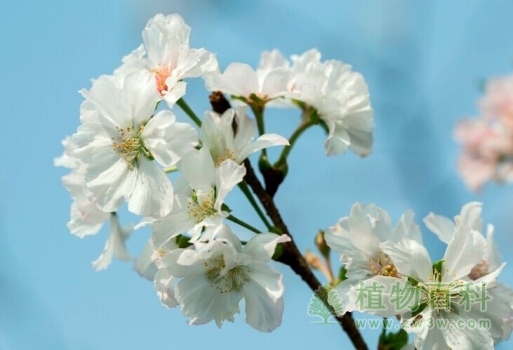 你喜欢的樱花