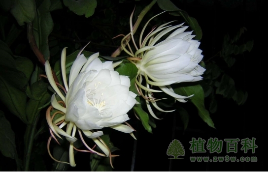 昙花一现:刹那间的<a href=https://www.ilr.com.cn/tags/7.html target=_blank class=infotextkey>美丽</a>,一瞬间的永恒(如何养护好昙花)