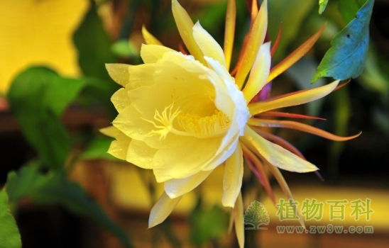昙花一现:刹那间的<a href=https://www.ilr.com.cn/tags/7.html target=_blank class=infotextkey>美丽</a>,一瞬间的永恒(如何养护好昙花)
