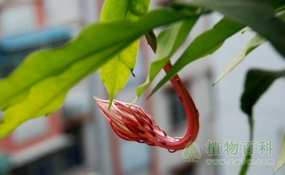 昙花一现:刹那间的<a href=https://www.ilr.com.cn/tags/7.html target=_blank class=infotextkey>美丽</a>,一瞬间的永恒(如何养护好昙花)