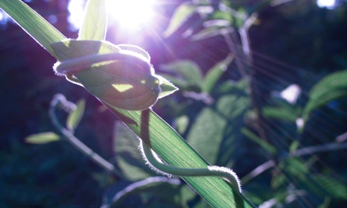 介绍一种事物五年级上册第五单元作文
