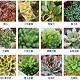 照片识别植物名
